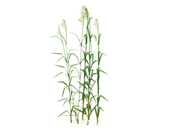 MiniWarPaint: Тростник. Размер "M"