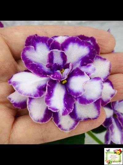 ЮШ-Надюша (Ю.Шаховцева) химера (пасынок из цветоноса укоренённый)