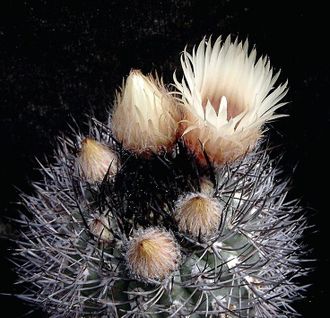 Pyrrhocactus marayensis? VG-1142 - 5 семян