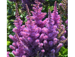 Астильба Блэк Перлс (Black Pearls)