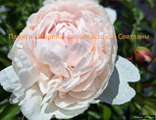 Paeonia Pamyati Gagarina