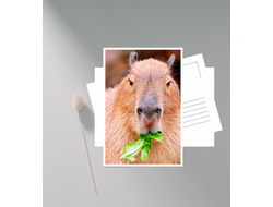 Открытка Капибара, Kapibara-san №9