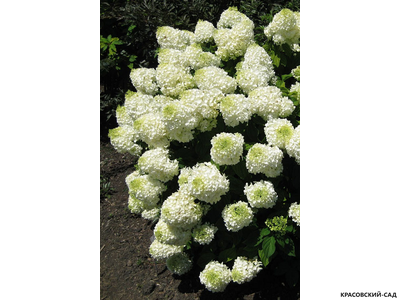 Купить Гортензия метельчатая Силвер Доллар в Москве - Фото - Красовский-Сад.рф