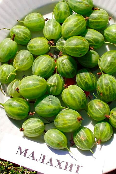 Крыжовник Малахит