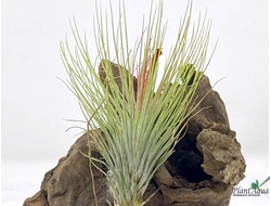 Тилландсия Funkyone