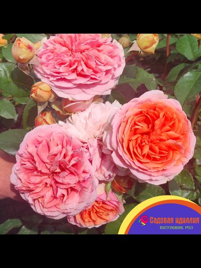 Чиппендейл (Chippendale)