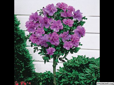 Гибискус Арденс - Ardens