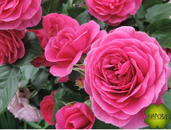 РОЗА ПАРКОВАЯ "ЛЕЯ РЕНЕСАНС" (Lea Renaissance) Обильное цветение