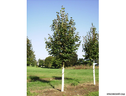 Липа Гринспаер - Greenspire