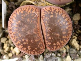 Lithops aucampiae C004 - 10 семян