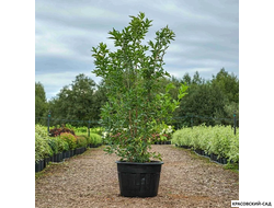 Бересклет Европейский - Euonymus europaeus