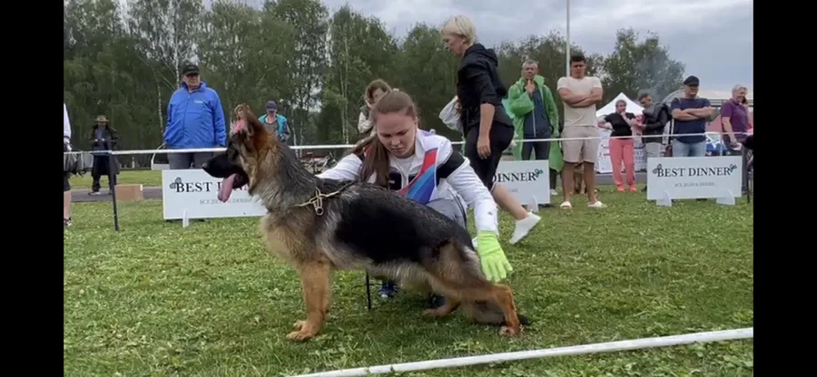 Главная 2024 класс щенков, эксперт Дмитрий Трофимов