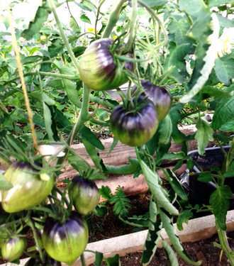 Семена томата Черная магия