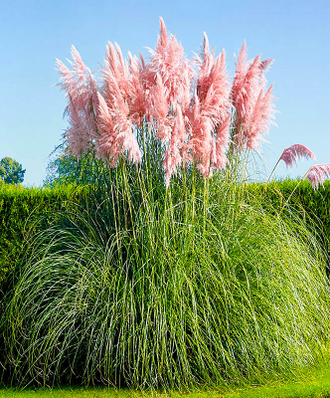 Пампасная трава (Cortaderia selloana) MIX