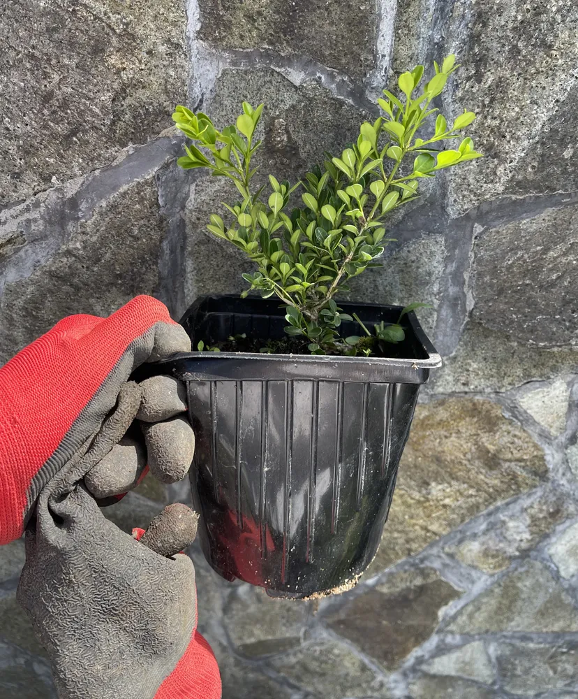 Самшит саженцы