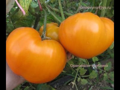 Томат Оранжевая клубника (Orange Strawberry)