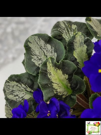 Harmony&#039;s Little Stinker (Harmony) листовая химера (пасынок сорт укоренённый)