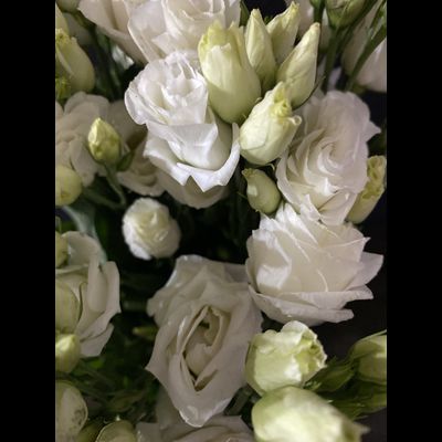 Эустома 9 шт