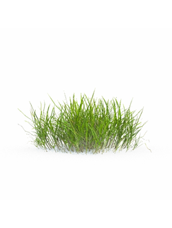 трава Зойсия японская 10