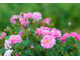 Гидролат Роза Дамасская (Rosa Damascena) лепестки 100 мл