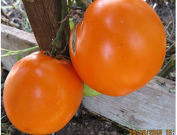 Томат Граф из Эджкомба (Earl Of Edgecombe)