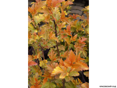 Пузыреплодник калинолистный Эмбер Джубиле - Amber Jubilee