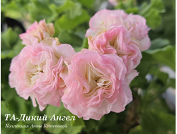 Пеларгония ТА-Дикий Ангел