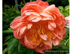 Пион Coral Supreme (Корал Суприм)