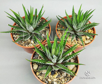 Haworthia fasciata Big Band