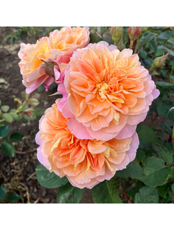 Импрессионист (The Impressionist)