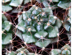 Gymnocalycium bruchii v. niveum VG 536