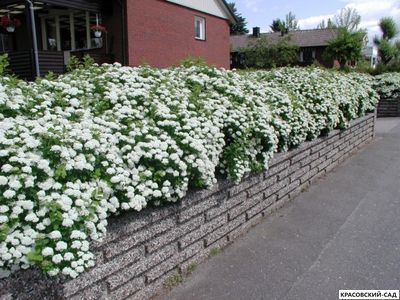 Спирея березолистная