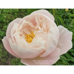 Пион Miss America (Мисс Америка)