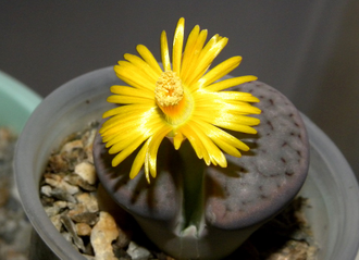 Lithops schwantesii v.rugosa C192 - 10 семян