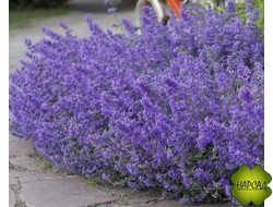 КОТОВНИК ФАССЕНА