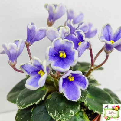 Н-Лесной Родник (Н. Бердникова) 2015 (детка-стартер)