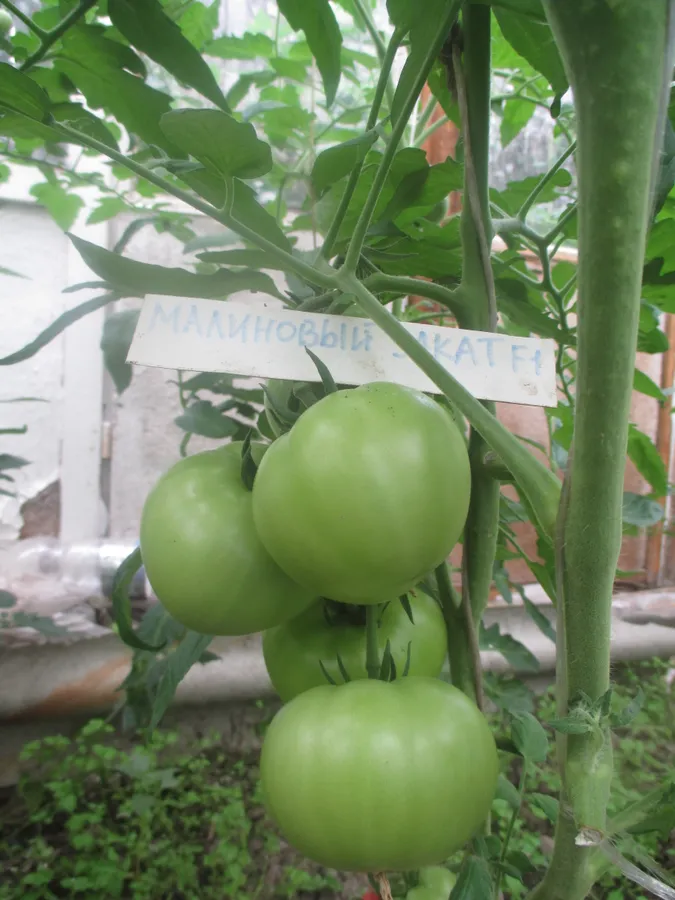 Томаты сорта "Малиновый закат" из серии "Малиновое чудо" имеют впечатляющие размеры, но пока не поспели.