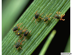 Акарициды (от клещей/вредителей)