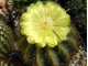 Eriocactus magnificus - 5 семян