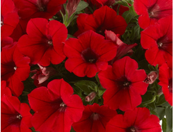 А11 Петуния Cascadias Chili Red укорененный черенок