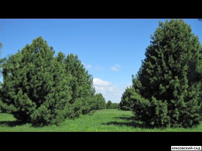 Сосна Кедровая Сибирская 3 метра