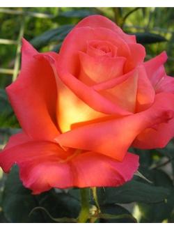 Фольклор (Folklore) роза