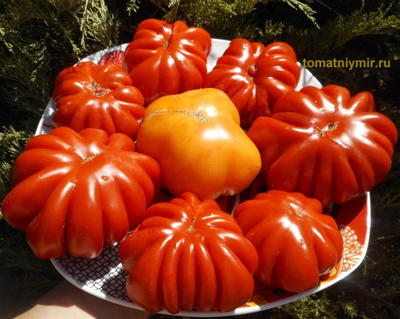 Томат Американский ребристый