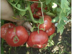 Томат Северюга (усл.)