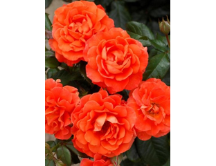 Мисс Танго - Частный розарий Штепа