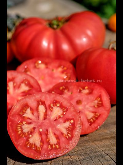Томат Кристина Ватчева ( Kristina Vatcheva), 10 шт