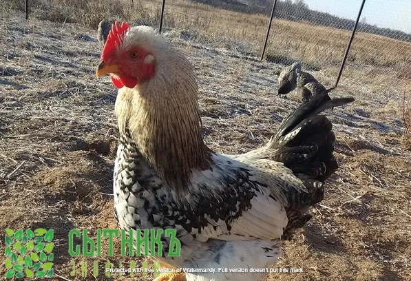 Петушки фермерские с доставкой на дом