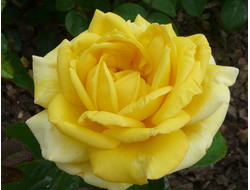 Николя Уло ( Nicolas Hulot), Ч/Г,  Meilland