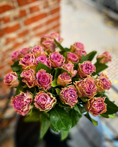 Роза Кения 60 см 25 шт