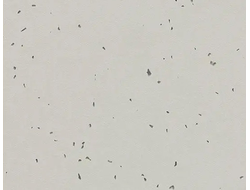 50211 Stone Sphera Energetic коллекция яркого гомогенного линолеума Forbo купить с доставкой